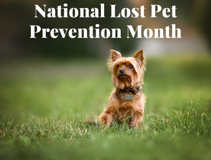 national-pet-loss-prevention-month-hudson-animal-hospital